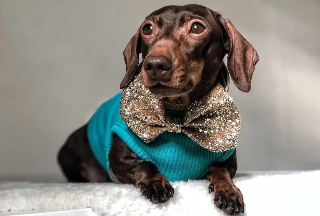 Explore Rockstar Dog Fashion Tips