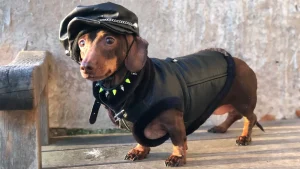 rockstar dog fashion tips